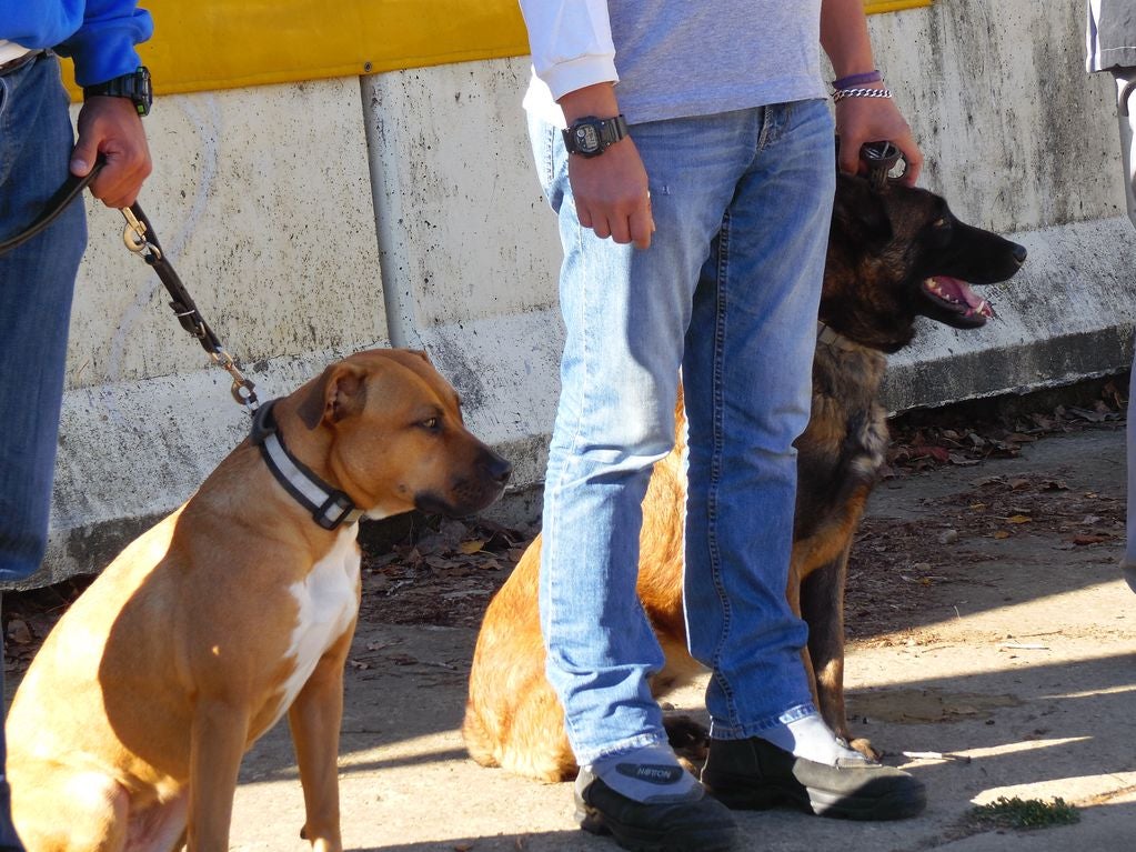 Educando desde el cariño, en Spanish Dog