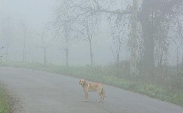 Un perro en un camino bajo la niebla.