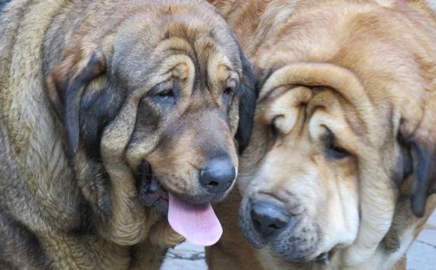 Un par de perros en el Palacio de los Guzmanes.