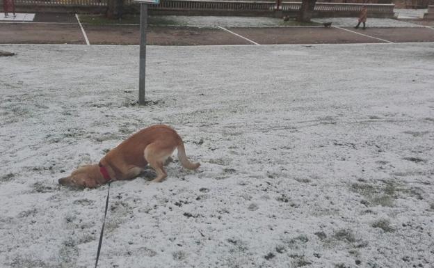 Un perro se pasea este martes por un parque de la capital.