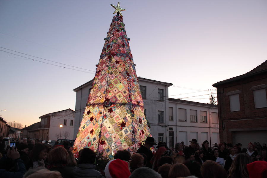Un árbol de récord en Villoria de Órbigo