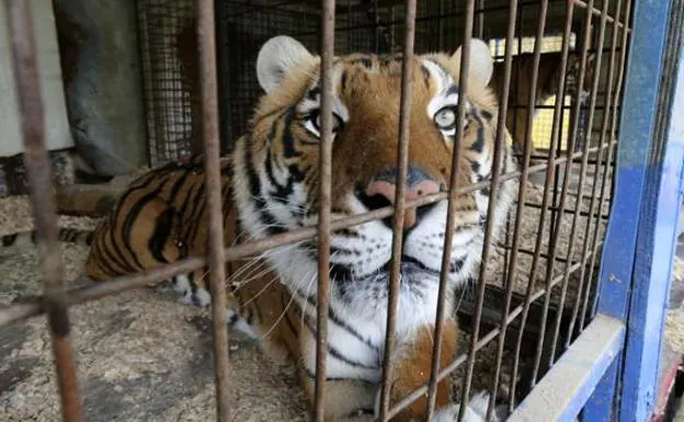 Un tigre enjaulado, listo para participar en un circo.