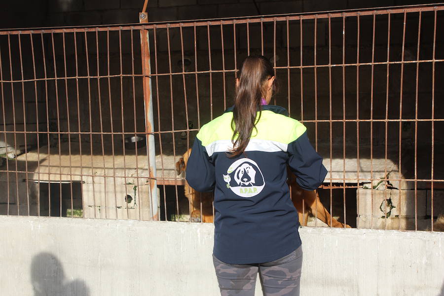 Mejoras en la Protectora de Animales