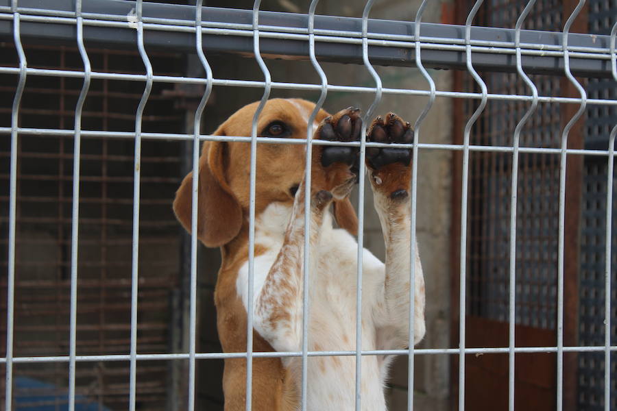 Mejoras en la Protectora de Animales