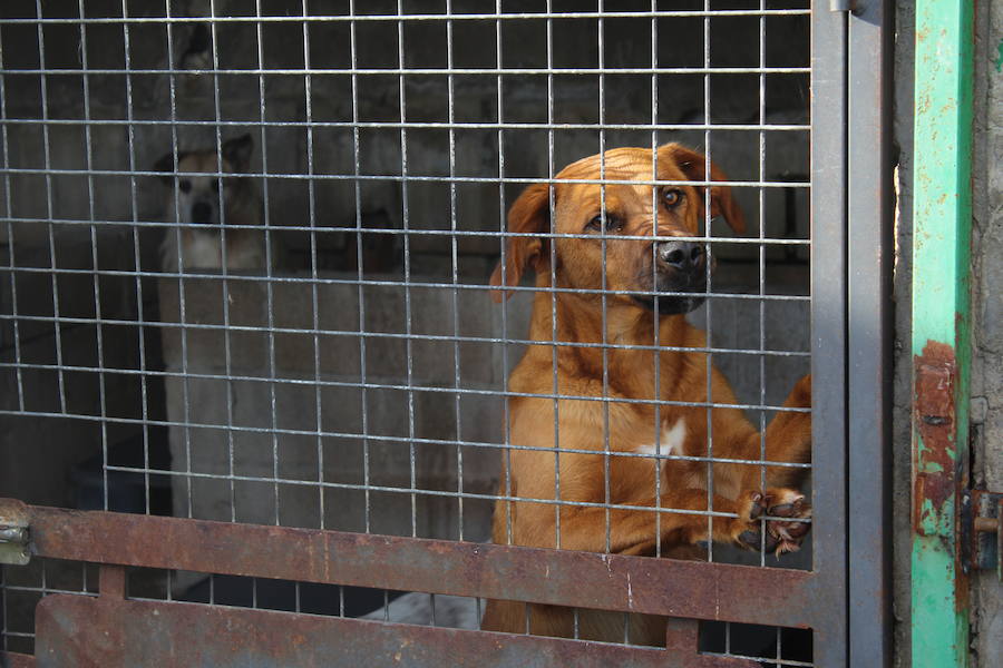 Mejoras en la Protectora de Animales