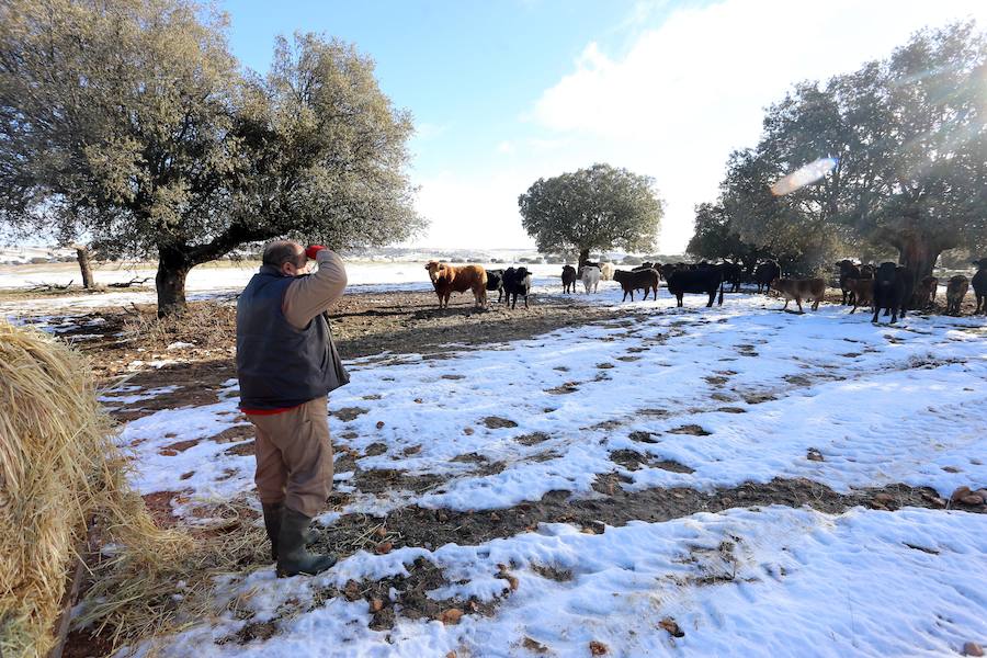 Decenas de ganaderos de extensivo de Castilla y León se afanan en llegar a sus animales para facilitar alimento después de que el temporal anegara los accesos