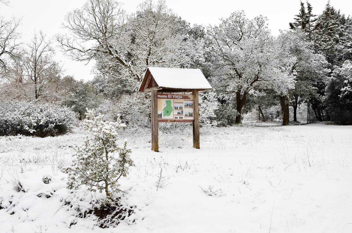 Monte el Viejo (Palencia).