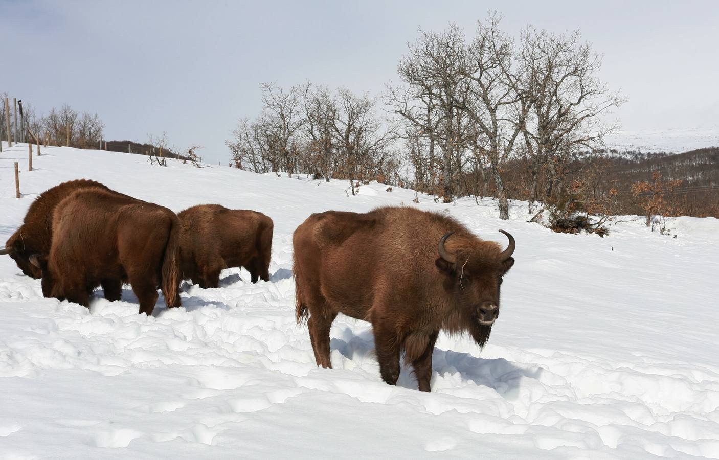 Bisontes en la reserva del bisonte europeo en la localidad palentina de San Cebrián de Mudá.