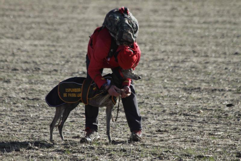 Ambiente en la carrera de galgos de este sábado en Madrigal de las Altas Torres, durante los cuartos de final del Campeonato Nacional