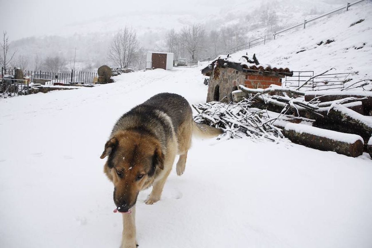La nieve llega a la zona norte de la provincia de León. El temporal se mantendrá a lo largo de las próximas horas