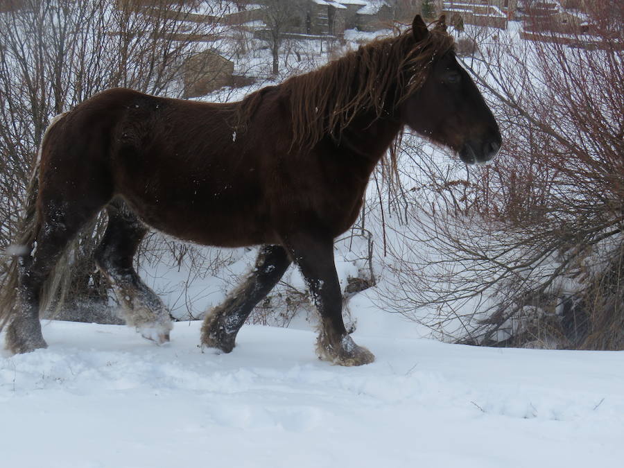 Rescate en la nieve