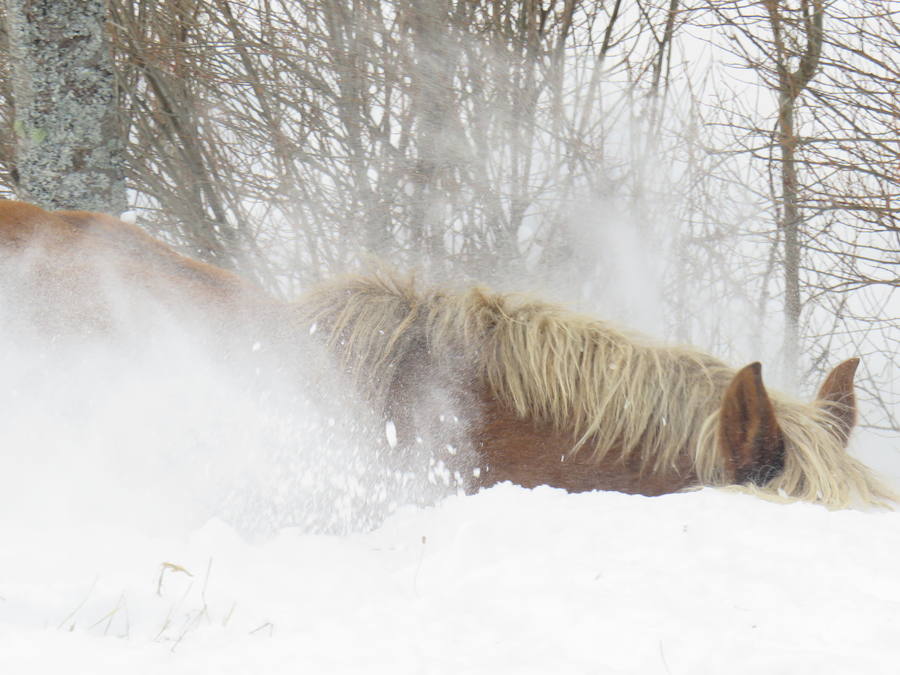 Rescate en la nieve