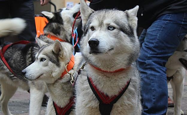 Uno de los perros que 'tira' de uno de los trineos del mushing.
