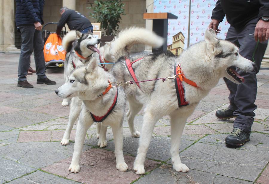 El mushing, a la conquista de Vegarada