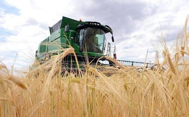 Las malas previsiones de agua fomentan el aumento del cultivo de cereal en León en 7.000 hectáreas