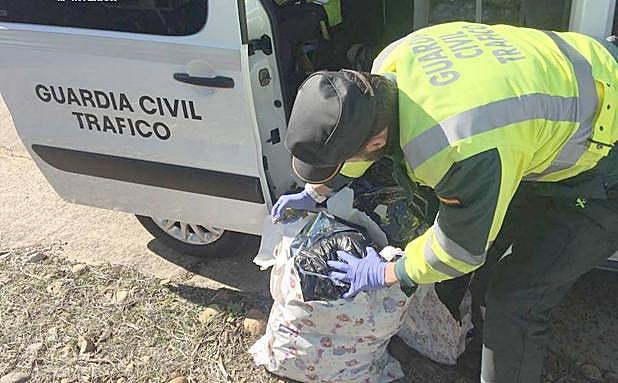 La Guardia Civil se incauta de la marihuana.