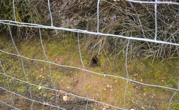 Imagen principal - En la primera imagen, madriguera de un conejo bajo el talud de la autovía A-6 a su paso por Villamartín; las últimas fotos muestran árboles y vides afectados.