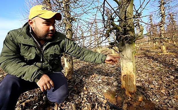Un agricultor muestra los daños ocasionados por los conejos.