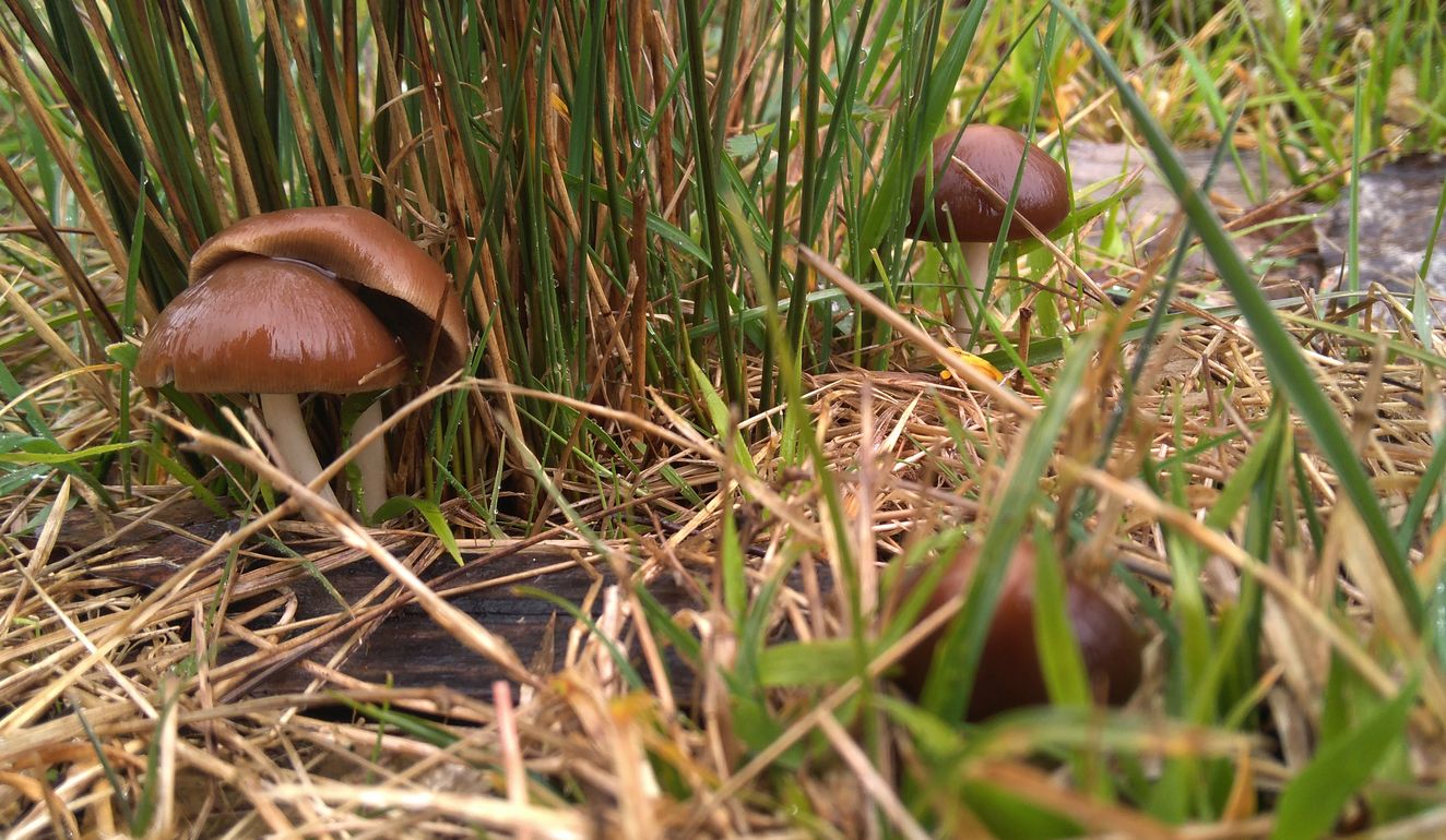 Setas en primavera en tierras bercianas