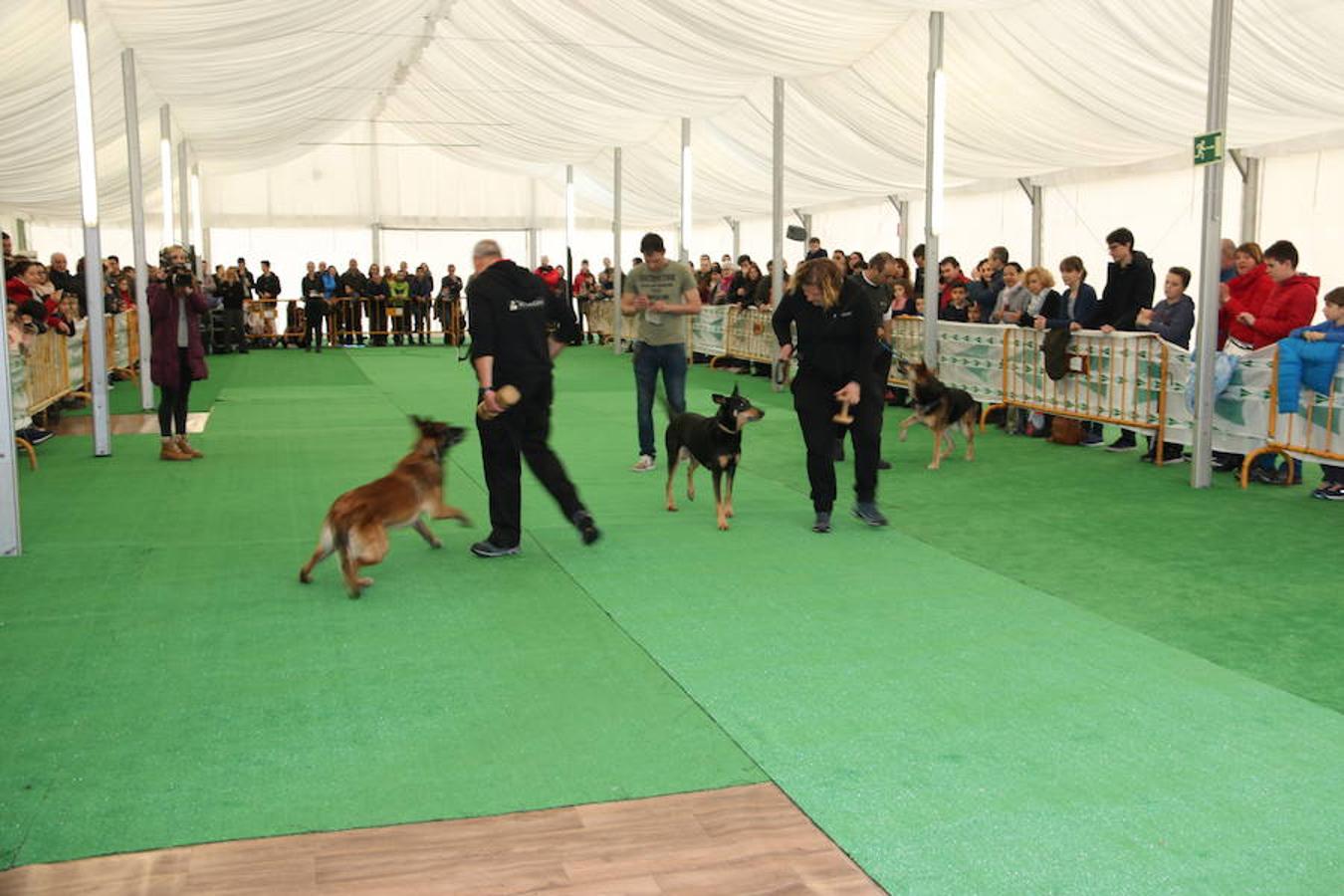 Fotos: Exhibición de perros en El Corte Inglés