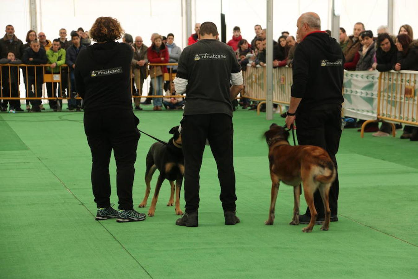 Fotos: Exhibición de perros en El Corte Inglés