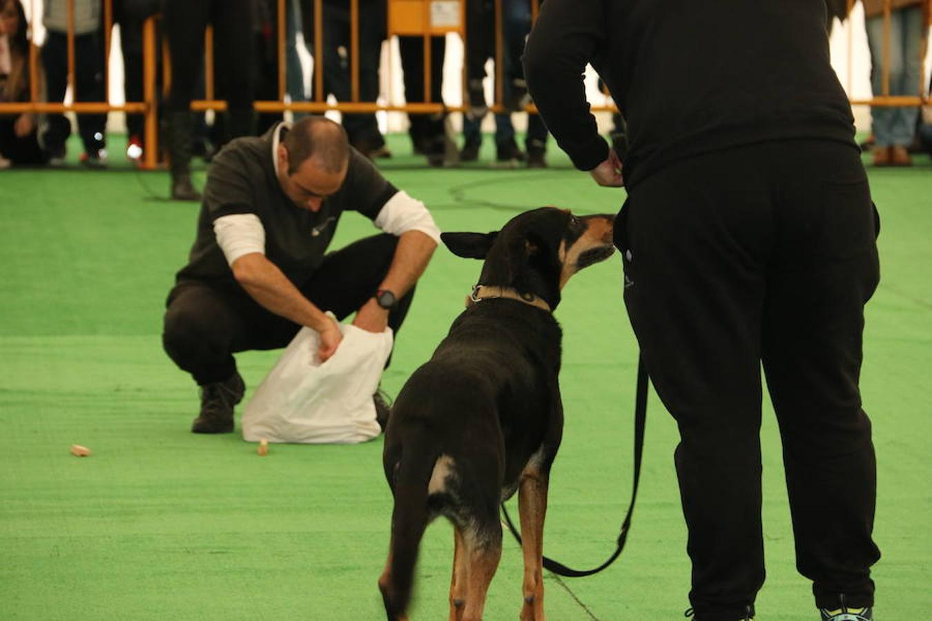 Fotos: Exhibición de perros en El Corte Inglés