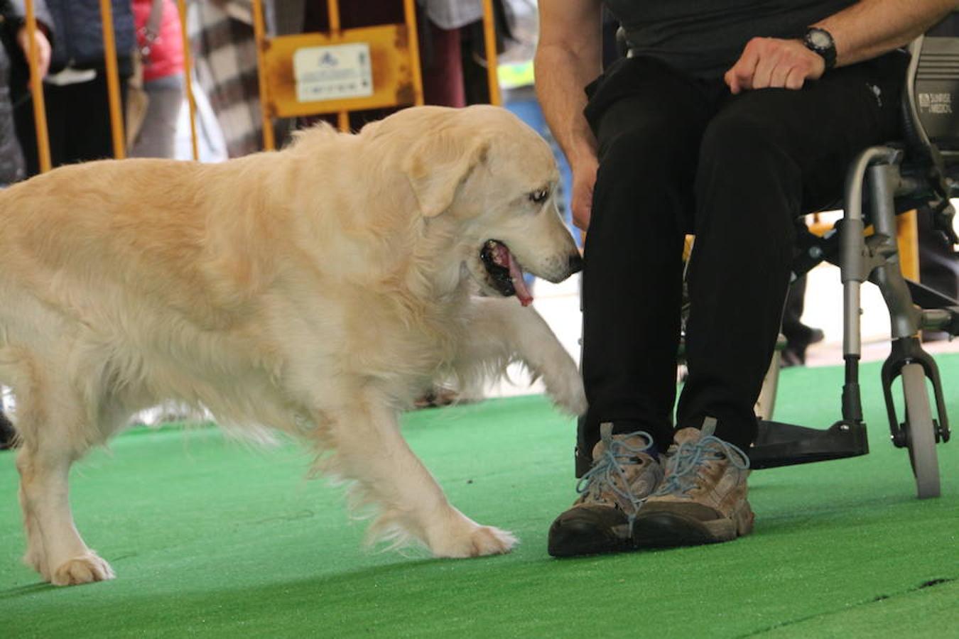 Fotos: Exhibición de perros en El Corte Inglés