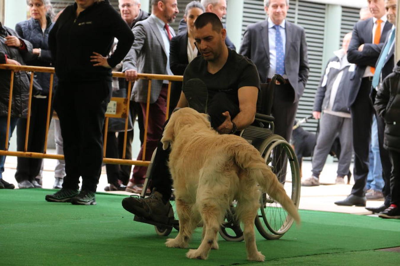 Fotos: Exhibición de perros en El Corte Inglés