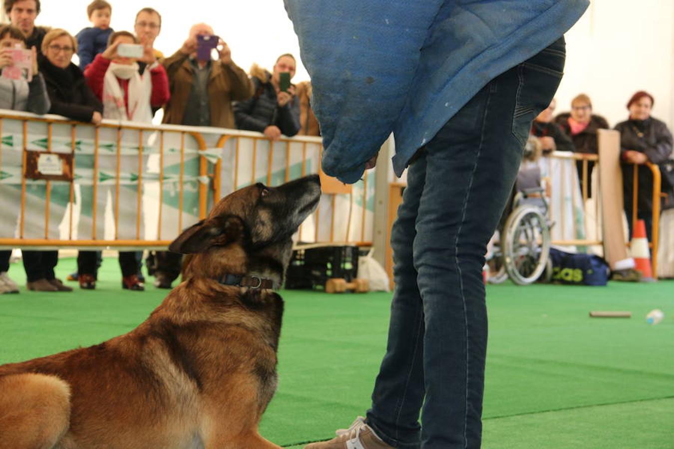 Fotos: Exhibición de perros en El Corte Inglés