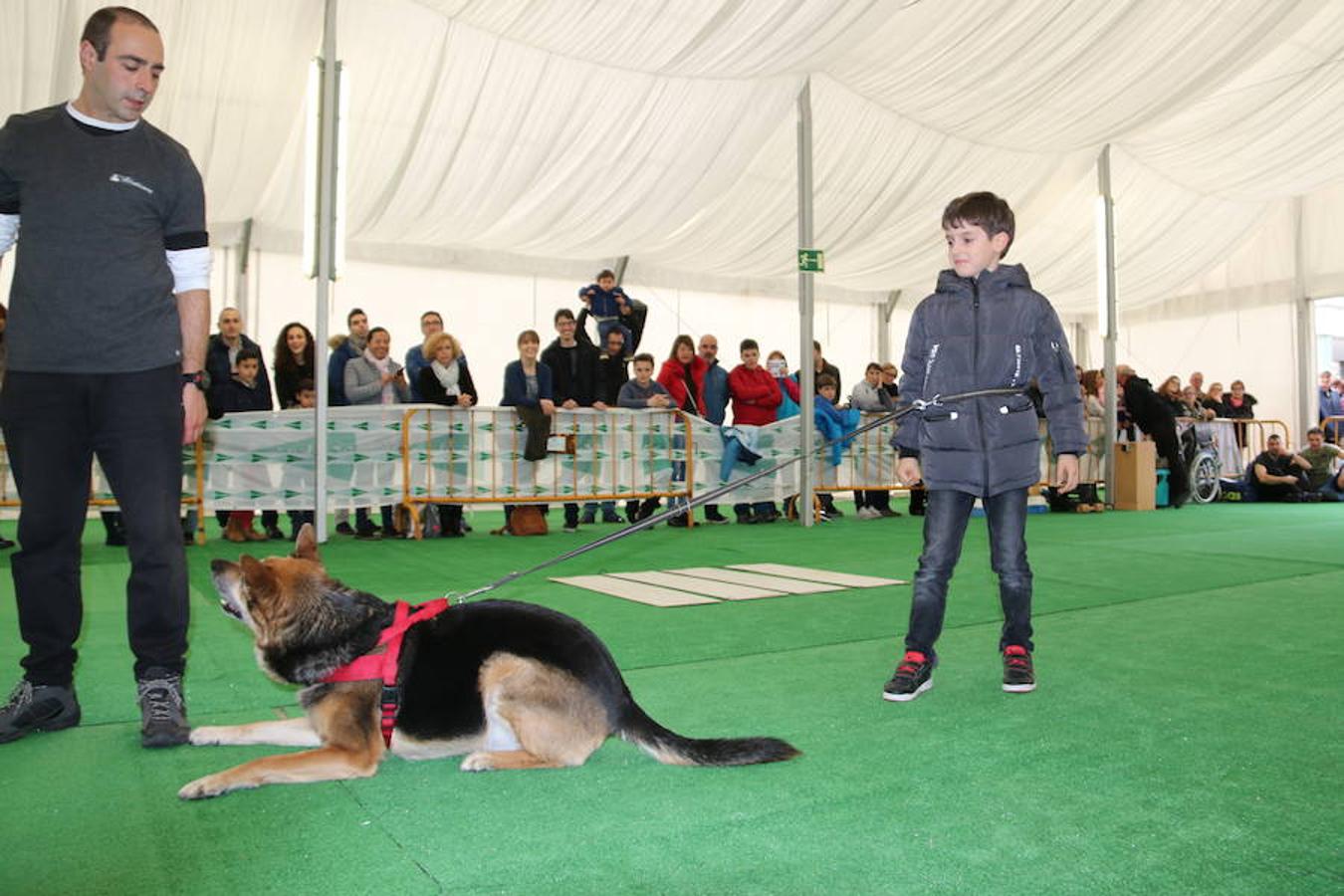 Fotos: Exhibición de perros en El Corte Inglés