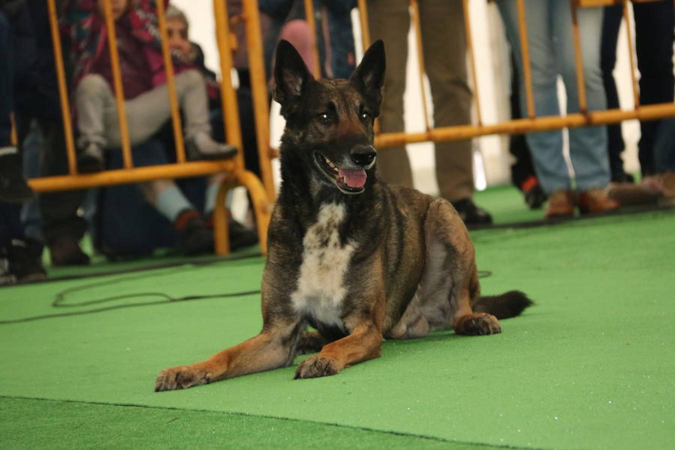 Fotos: Exhibición de perros en El Corte Inglés