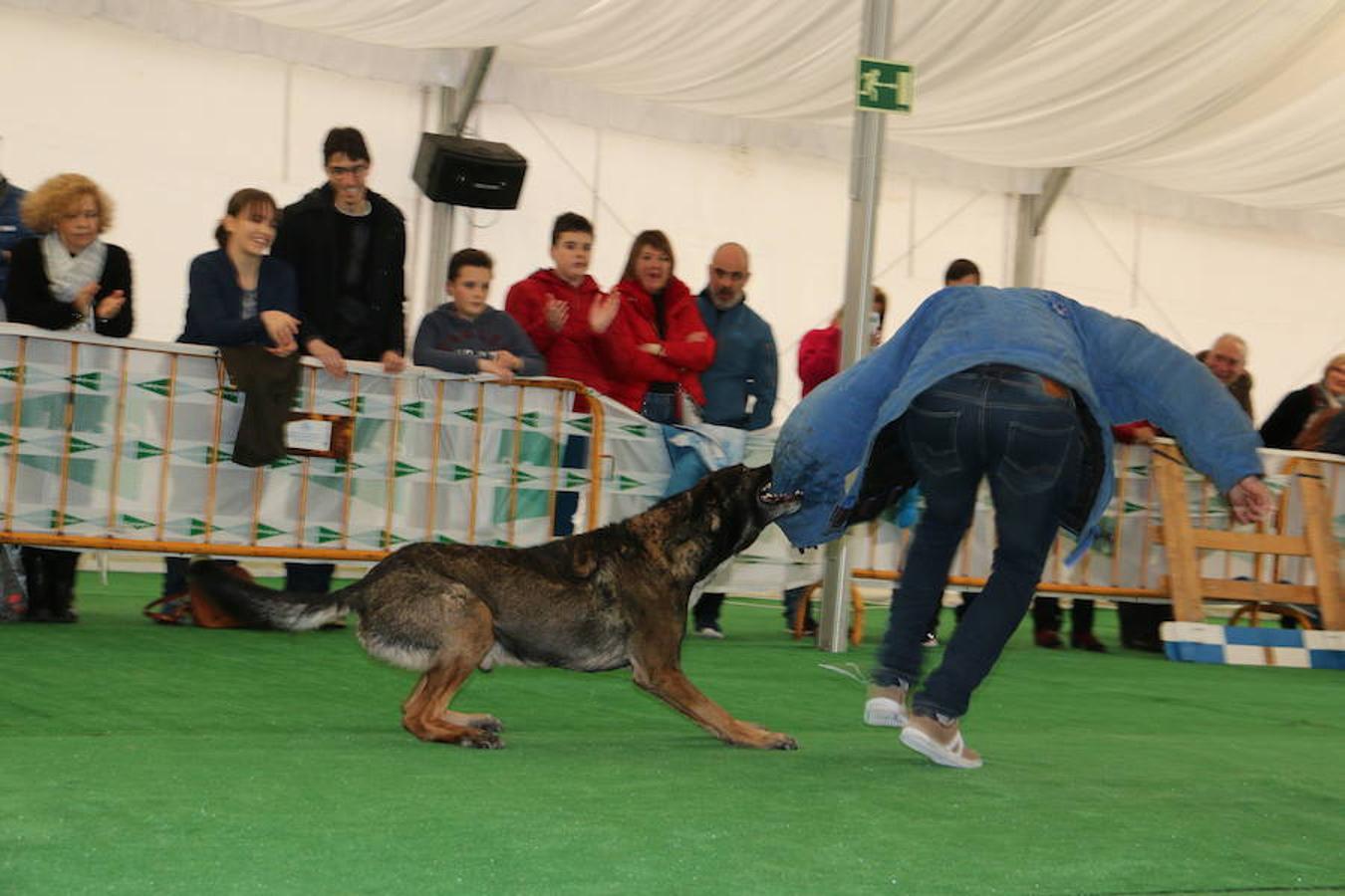 Fotos: Exhibición de perros en El Corte Inglés