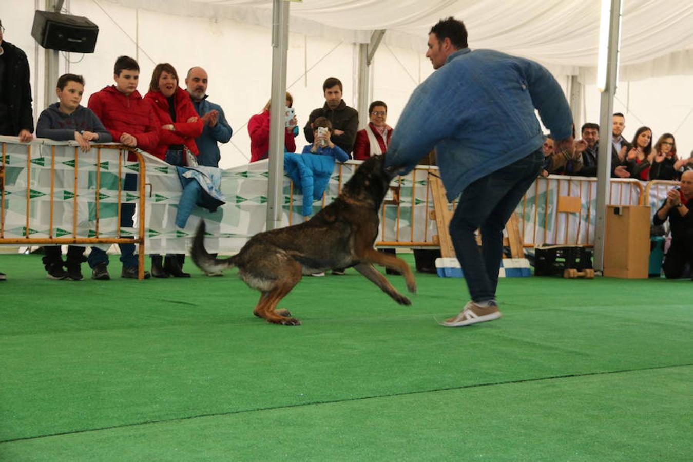 Fotos: Exhibición de perros en El Corte Inglés