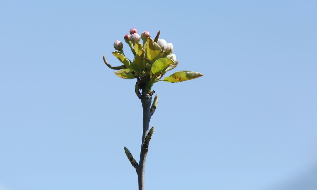 Primeros brotes primaverales en los frutales del Bierzo