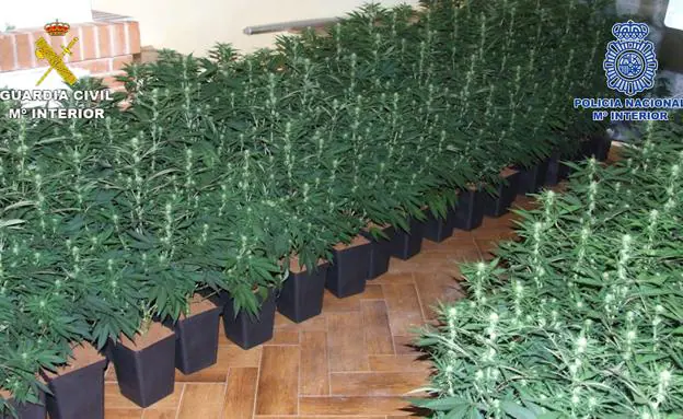 Imagen de las plantaciones de cannabis.