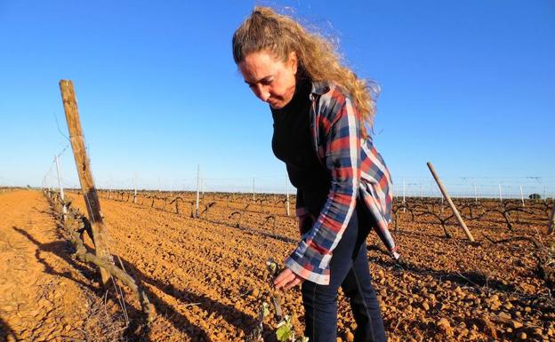 Imagen principal - Bodegas Casis, tradición y saber hacer a cada sorbo