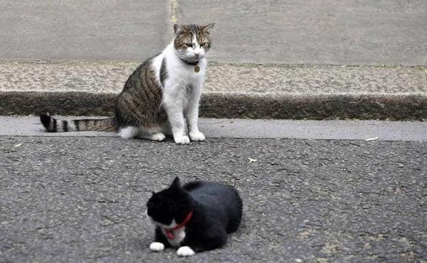 El grupo de trabajo del control de colonias felinas de León inicia su labor para controlar los más de 500 gatos urbanos de la ciudad