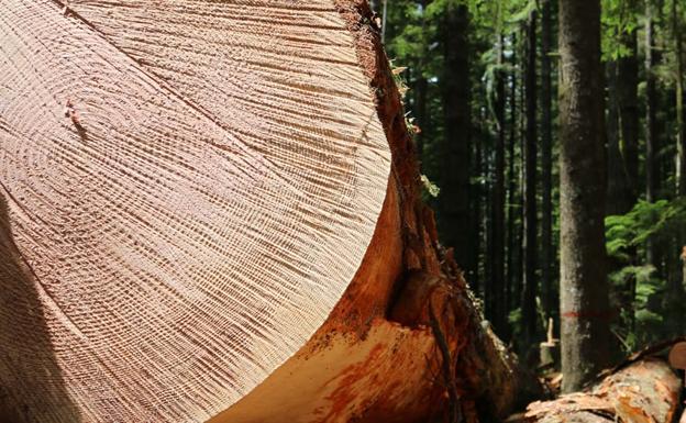 Castilla y León aspira a producir cuatro millones de metros cúbicos de madera al año si se movilizan los montes privados