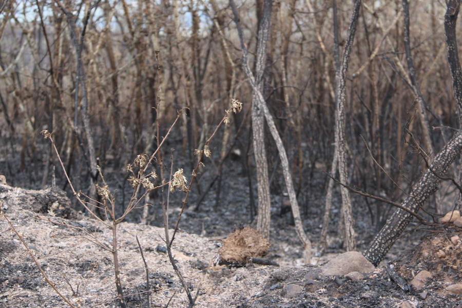 Fotos: Incendio en Ambasaguas