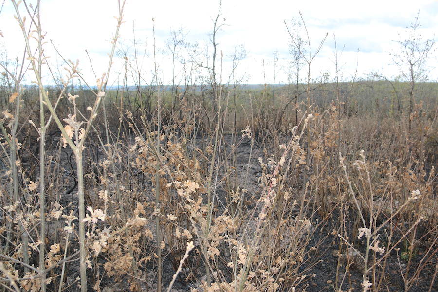 Fotos: Incendio en Ambasaguas