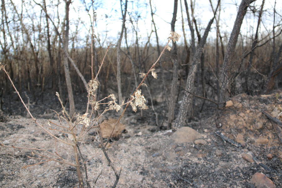 Fotos: Incendio en Ambasaguas