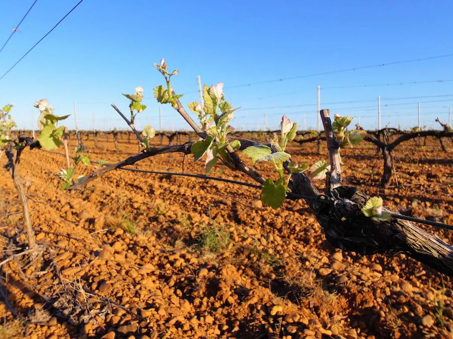 Fotos: Bodegas Casis