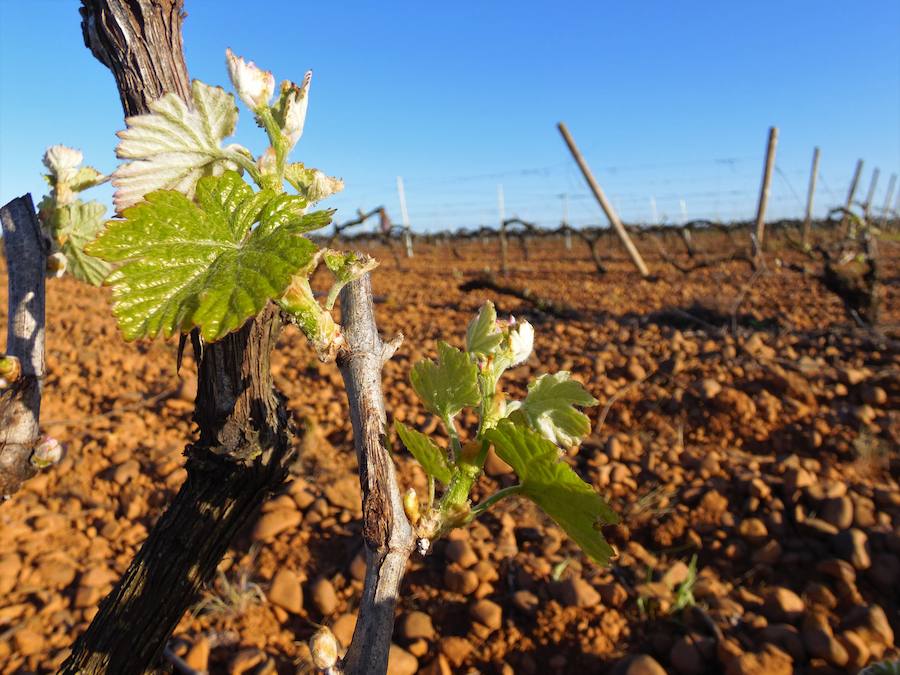 Fotos: Bodegas Casis