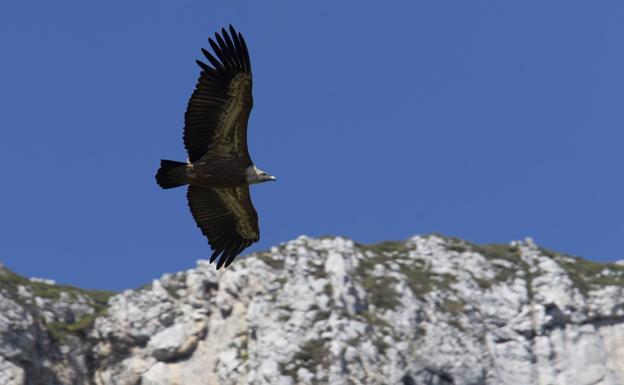 Un buitre sobrevuela la Cordillera Cantábrica.