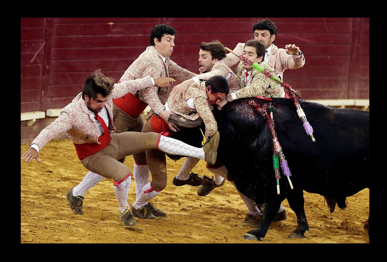 Los forcados son un grupo de 8 hombres que tratan de inmovilizar a un toro en carrera, dentro de la plaza. El encuentro con el animal se produce de frente, para atraparlo de cara, después de colocar unas banderillas. El primero de los forcados cita al toro, intenta agarralo por el cuello o los cuernos cuando este echa a correr, y a continuación interviene el resto del grupo. En alguna ocasión la violencia del choque ha producido la muerte de un forcado, pero en las corridas de toros a la portuguesa, los cuernos del animal están cubiertos por una funda de cuero con un extremo romo, para evitar mayores percances. Las fotografías muestran una corrida celebrada en la plaza de Campo Pequeno, en Lisboa.