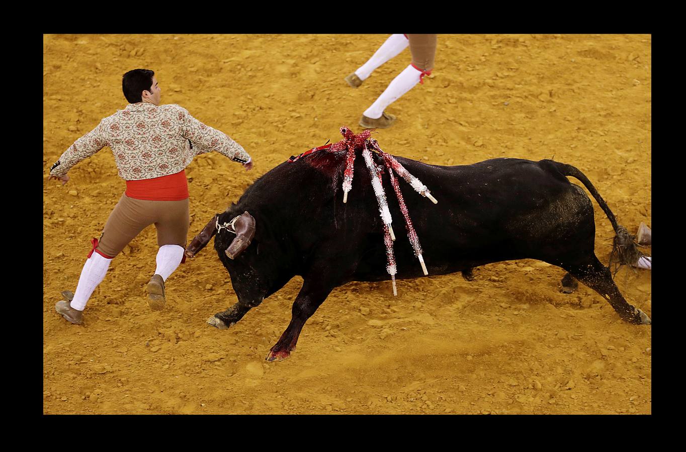 Los forcados son un grupo de 8 hombres que tratan de inmovilizar a un toro en carrera, dentro de la plaza. El encuentro con el animal se produce de frente, para atraparlo de cara, después de colocar unas banderillas. El primero de los forcados cita al toro, intenta agarralo por el cuello o los cuernos cuando este echa a correr, y a continuación interviene el resto del grupo. En alguna ocasión la violencia del choque ha producido la muerte de un forcado, pero en las corridas de toros a la portuguesa, los cuernos del animal están cubiertos por una funda de cuero con un extremo romo, para evitar mayores percances. Las fotografías muestran una corrida celebrada en la plaza de Campo Pequeno, en Lisboa.