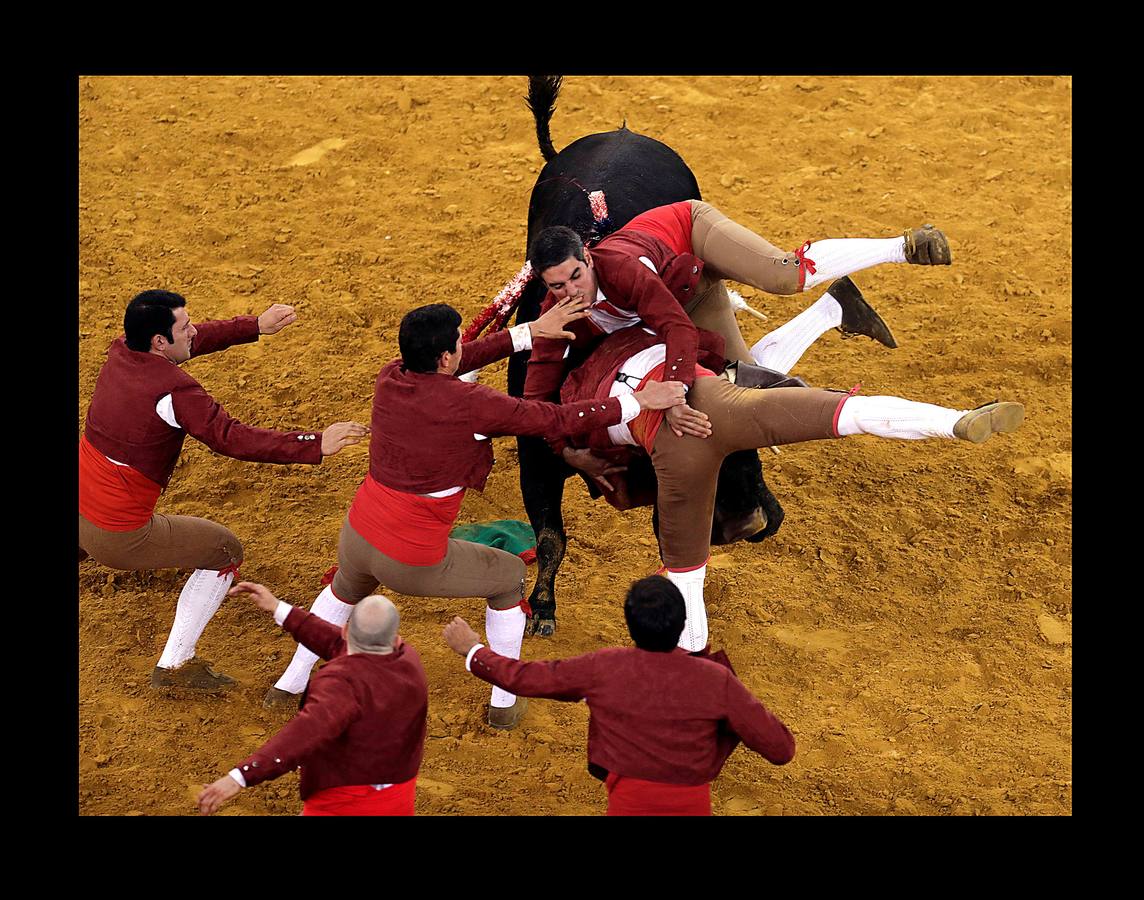 Los forcados son un grupo de 8 hombres que tratan de inmovilizar a un toro en carrera, dentro de la plaza. El encuentro con el animal se produce de frente, para atraparlo de cara, después de colocar unas banderillas. El primero de los forcados cita al toro, intenta agarralo por el cuello o los cuernos cuando este echa a correr, y a continuación interviene el resto del grupo. En alguna ocasión la violencia del choque ha producido la muerte de un forcado, pero en las corridas de toros a la portuguesa, los cuernos del animal están cubiertos por una funda de cuero con un extremo romo, para evitar mayores percances. Las fotografías muestran una corrida celebrada en la plaza de Campo Pequeno, en Lisboa.