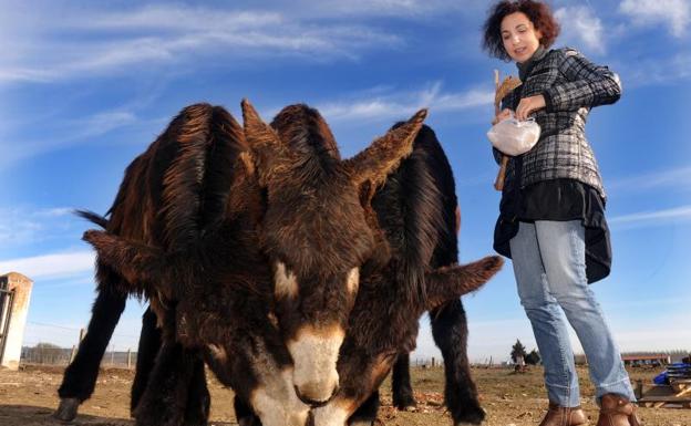 Elsa García, en su explotación de Sieteiglesias del Tormes (Salmanca), con un macho y dos hembras de burro. 