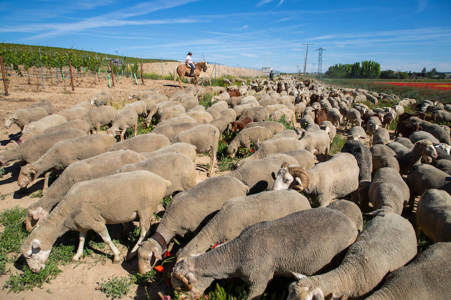 Fotos: Trashumancia por la Cañada Occidental y Oriental Leonesa