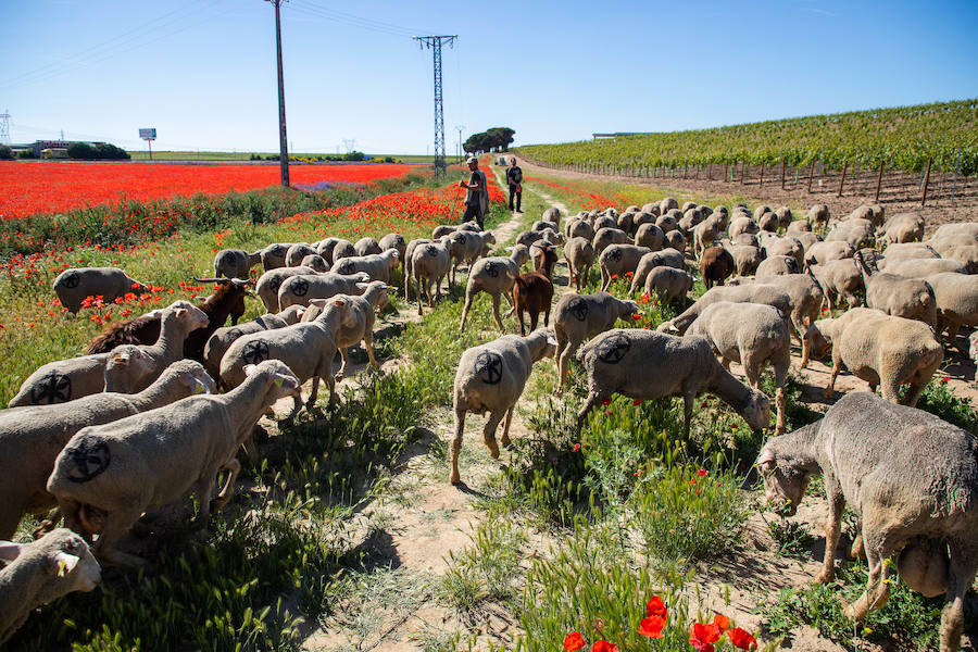 Fotos: Trashumancia por la Cañada Occidental y Oriental Leonesa